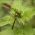 insect op blad achterhoek