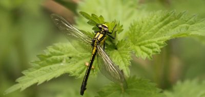 insect op blad achterhoek