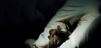 vleermuis in gehandschoende hand