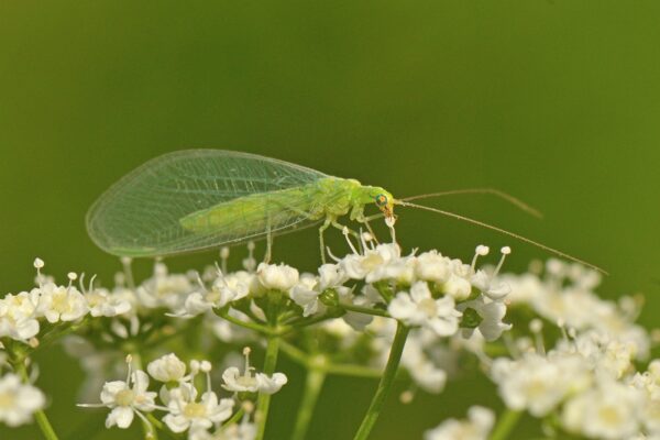 insecten goudoogje