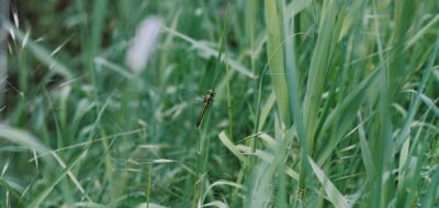 insecten kampina