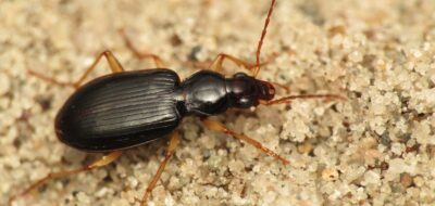 Paranchus albipes